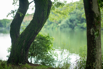 Obraz premium tree in the forest
