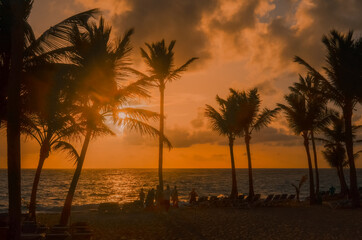Palm trees and sunset