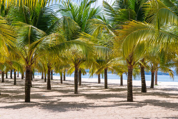 Coconut palm trees on white sandy beach near South China Sea on island of Phu Quoc, Vietnam. Travel and nature concept