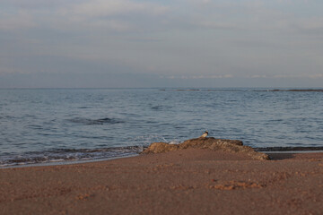 an unknown bird flew to the beach at dawn