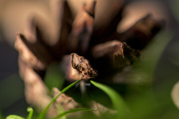 Pine cone with green fir needles macro