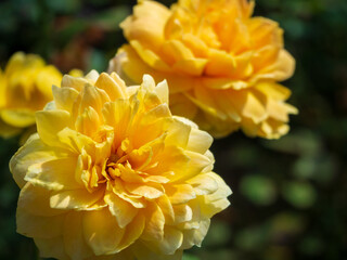 yellow flower in the garden