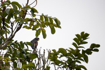 black parrot in a tree