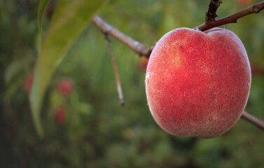 Peach tree with ripe peaches
