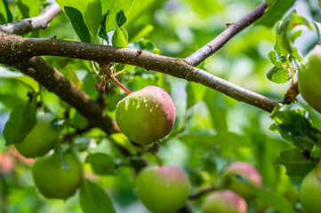 A selective focus shot of dew-covered green apples on a branch