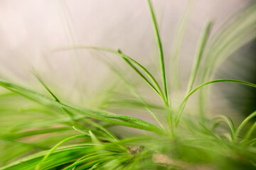 Pine tree fir needles macro