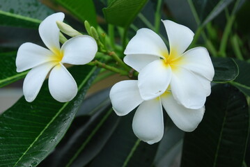 White plumeria flowers on the tree