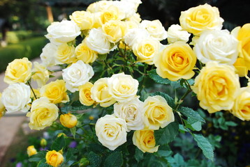 Yellow rose bush in a pot.