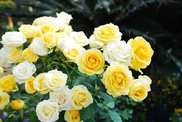 Yellow rose bush in a pot.