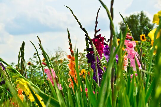 A beautiful big field of many gladiolus in different bright colours growing into the blue sky in summer