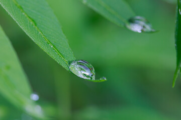 Dew drops on green leaf. meadow grass in drops rain, nature background. From pure water