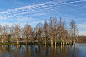 Creekfield lake perimeter with a line of trees growing from the Waters edge forming a small bank within the lake, and Brazos Bend State Park.