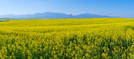 Canola fields with the Riviersonderend Mountains in the background. Near Riviersonderend. Western Cape. South Africa