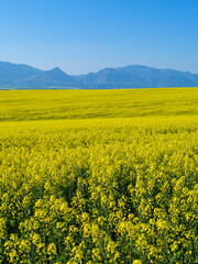 Canola fields with the Riviersonderend Mountains in the background. Near Riviersonderend. Western Cape. South Africa