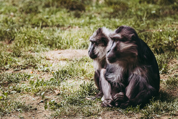 Deux singes macaque de tonkéan ou macaca tonkeana assis dans l'herbe