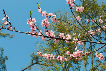 cherry blossom