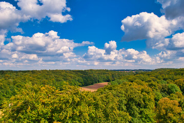Wald mit Lichtung im Sommer bew&ouml;lkter Himmel