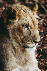 Portrait d'un jeune lion sauvage