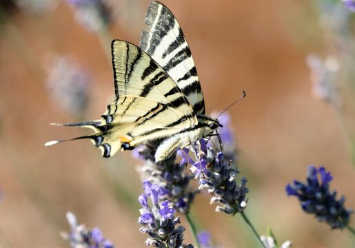 Butterfly and lavender flower in the meadow
