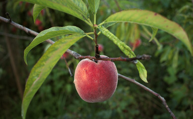 Peach tree with ripe peaches