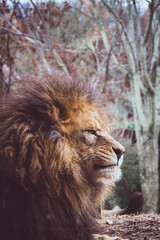 Portrait d'un incroyable lion d'afrique