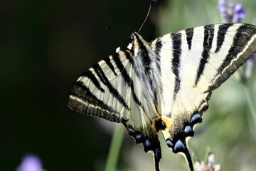 Butterfly with open wings and dark background