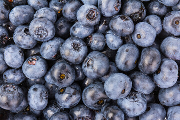 Blueberry isolated. Blueberry on white background. Bilberry. Clipping path.