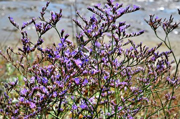 Zatrwian (Limonium sp.). Piękna wieloletnia bylina przypominająca kwiatami lawendę, często porasta nadmorskie solniska. Zdjęcie zrobione w Chorwacji. 
