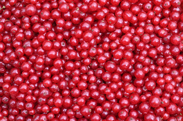 Background of red currant close-up