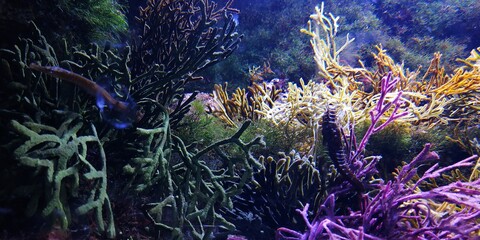 Obraz premium oceáno 2 