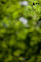 Arrière-plan feuillage arbre forêt nature - bokeh gros plan feuille verte minimal