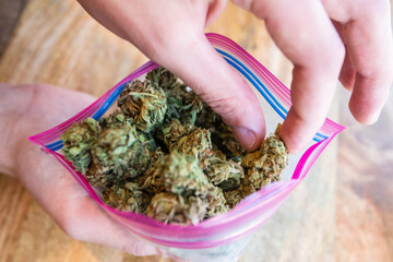 Picking out the best nugs in a large bag of marijuana.