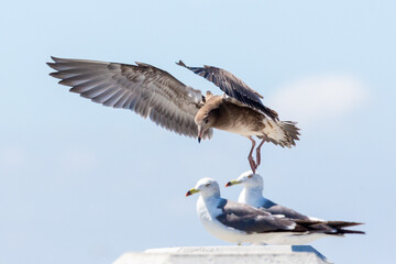 夏のトンビとカモメ