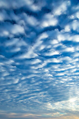 日の出の青いうろこ雲