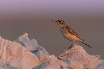 Tawny pipit (Anthus campestris) sitting in the grass on a rocky meadow. Small brown songbird with a stripe on its head in its habitat in evening orange light. Wildlife scene from nature. Croatia