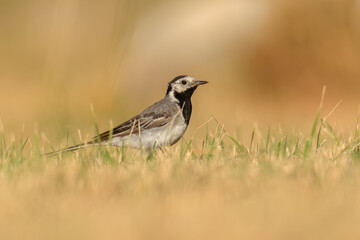 White wagtail (Motacilla alba) sitting in the grass. Cute black and white songbird in evening light with soft yellow background. Wildlife scene from nature. Croatia