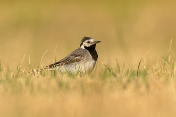 White wagtail (Motacilla alba) sitting in the grass. Cute black and white songbird in evening light with soft yellow background. Wildlife scene from nature. Croatia
