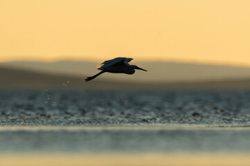 Little egret (Egretta garzetta) walking and hunting on the shoreline at sunset. Silhouette of a beautiful white egret with orange sky and an island on horizon. Wildlife scene from nature. Croatia