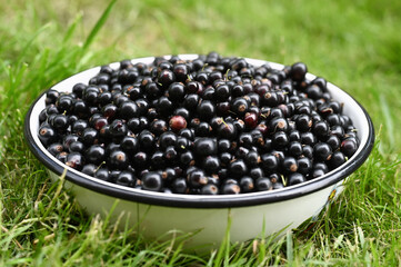 a bowl of black currants on the grass