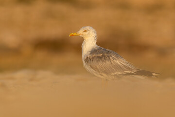 Yellow-legged gull (larus michahellis) sitting on a rock in yellow sandy environment. Big gull with a yellow beak detailed portrait in golden light at sunset. Wildlife scene from nature. Croatia