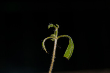 green sprout on black background