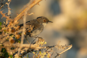 Sardinian warbler (Sylvia melanocephala) sitting on a stick in a bush. Black warbler with white...