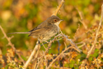 Sardinian warbler (Sylvia melanocephala) sitting on a stick in a bush. Black warbler with white...