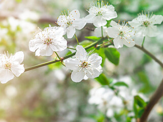 Cherry blossom in spring for background.