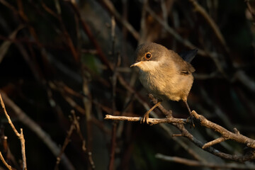Sardinian warbler (Sylvia melanocephala) sitting on a stick in a bush. Black warbler with white...
