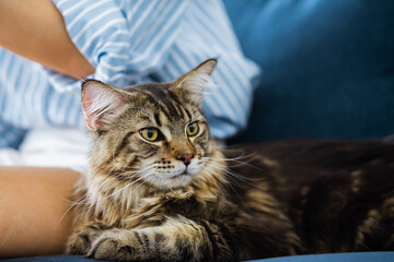 Woman relaxing on the sofa at home and cuddling her beautiful long hair Maine Coon cat