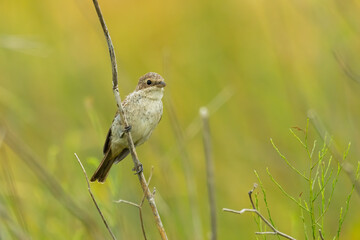 Red-backed shrike (Lanius collurio) sitting on a stick on a meadow. Beautiful juvenile brown songbird in golden light at sunrise with soft yellow background.Wildlife scene from nature. Croatia