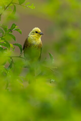 Yellowhammer (Emberiza citrinella) male sitting on a stick in a bush. Colorful yellow songbird detailed portrait with soft yellow background. Wildlife scene from nature. Czech Republic