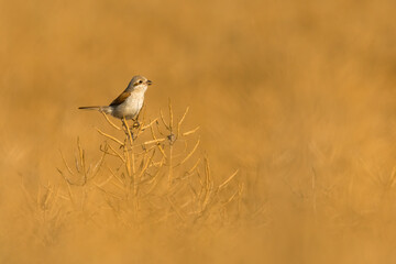 Red-backed shrike (Lanius collurio) sitting on a stick in a field. Beautiful juvenile brown songbird in golden light at sunset with soft orange background.Wildlife scene from nature. Czech Republic