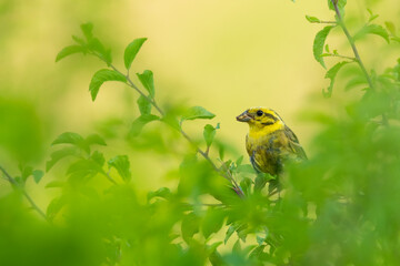 Yellowhammer (Emberiza citrinella) male sitting on a stick in a bush. Colorful yellow songbird detailed portrait with soft yellow background. Wildlife scene from nature. Czech Republic